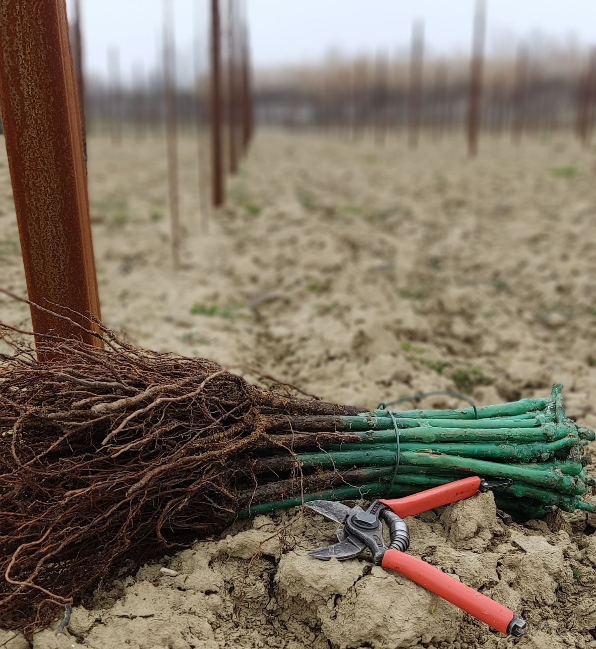 Percorso sulla vite e il lavoro in vigna